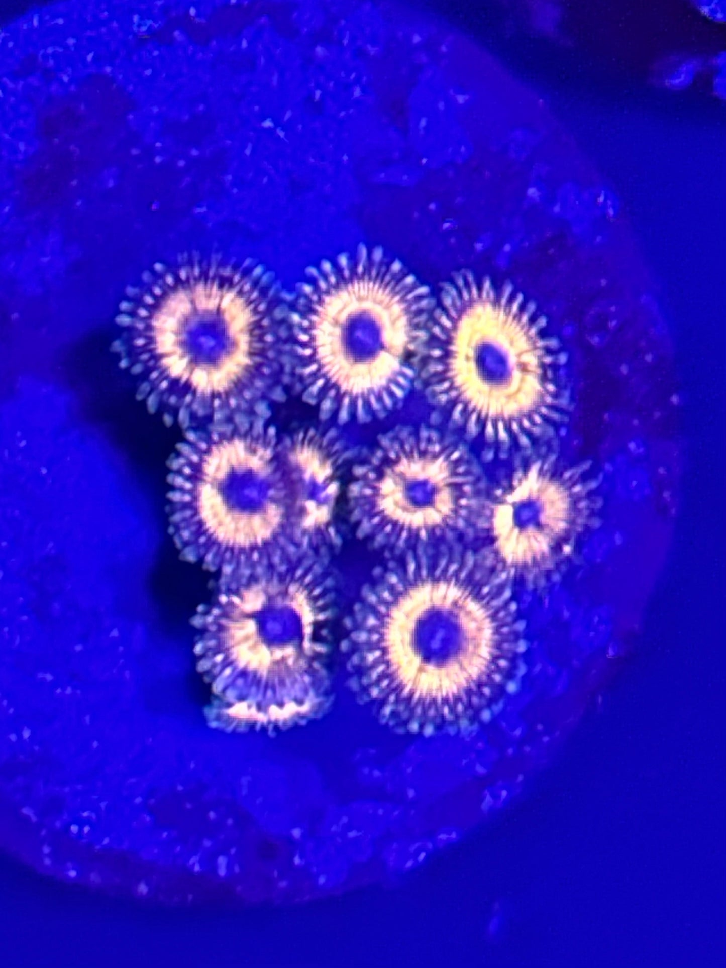 Purple-eyed Peach Zoa 2