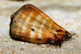 Tiger Sand Snail