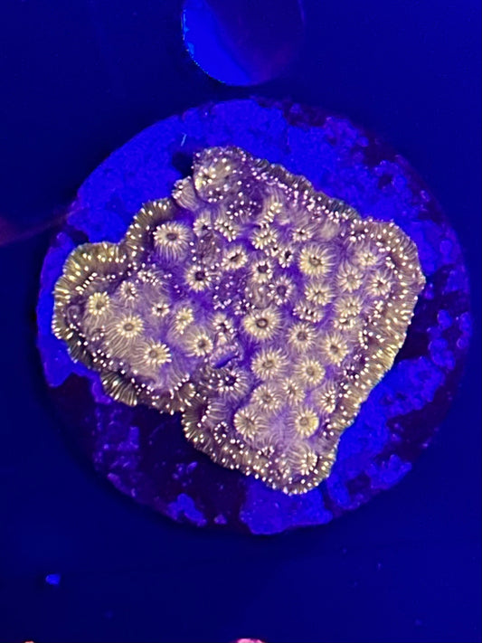 Purple pavona Maldives