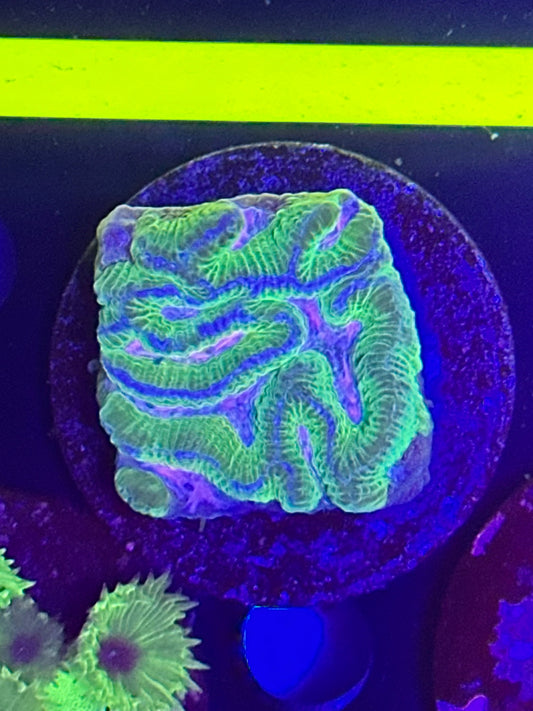 Psychedelic Brain Coral