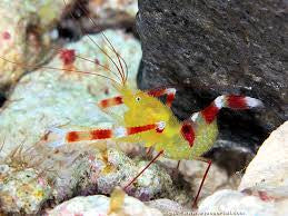 Gold Coral Banded Shrimp