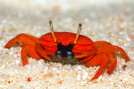 Red / Orange Crab