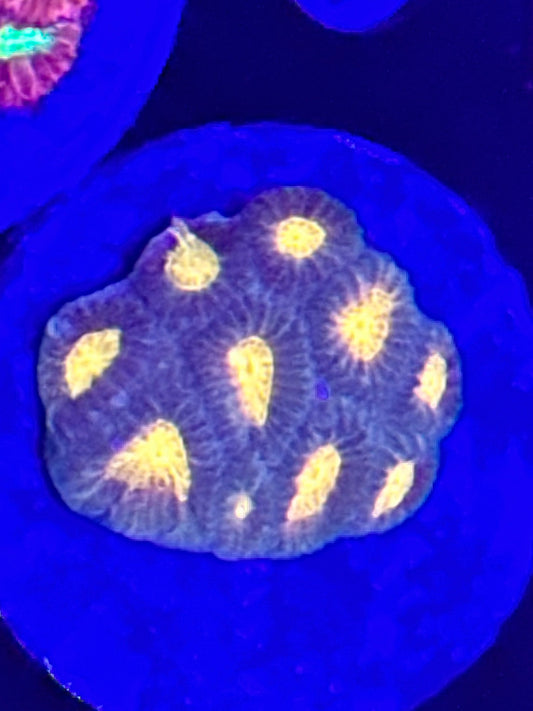 Orange Joker Brain Coral