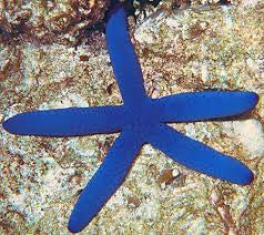 Blue (Linkia) Starfish; Fiji