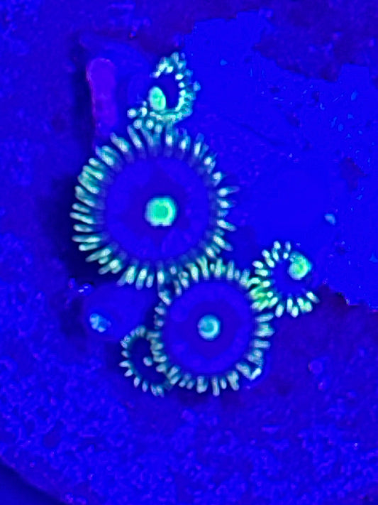 Lime Green and Blue Zoa 2
