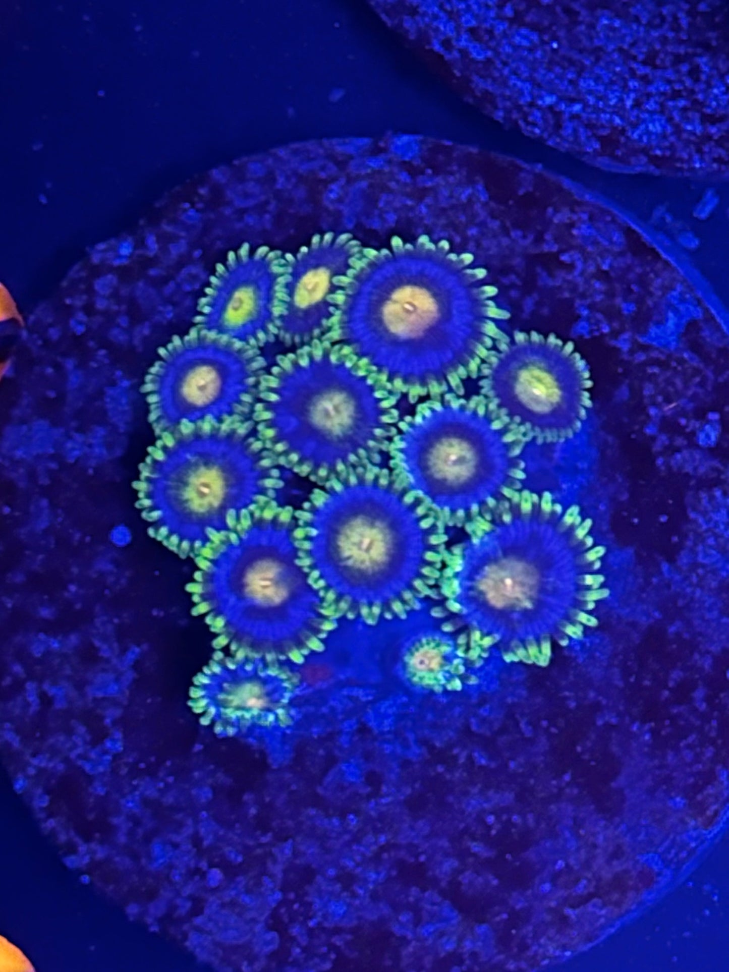 Lemon Green and Blue Zoa