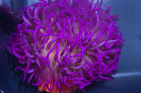 Long Tentacle Anemone (purple)