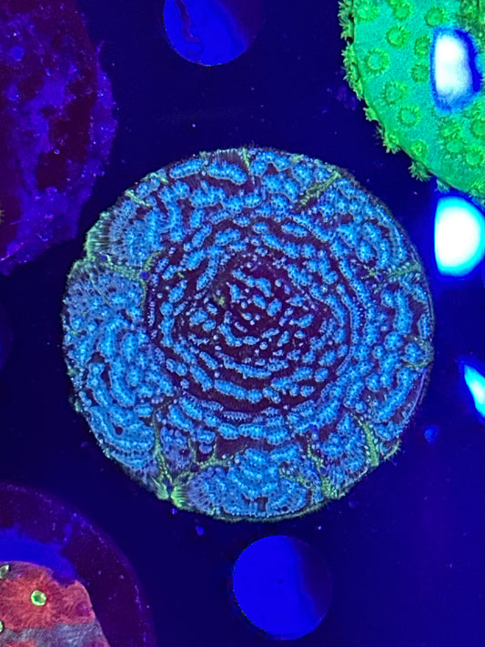 Blueberry Mushroom Coral