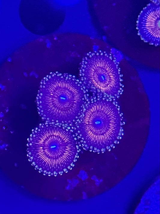 Blue Eyed Pink and Purple Zoa