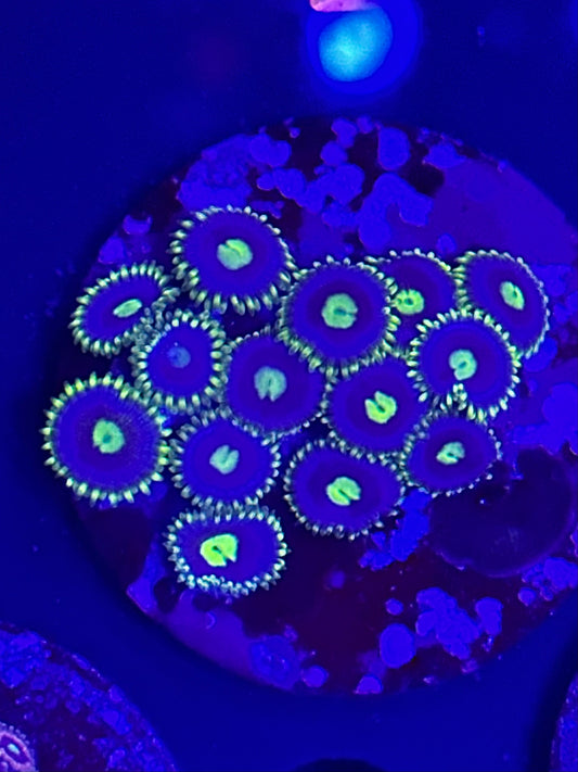 Lime Green and Blue Zoa