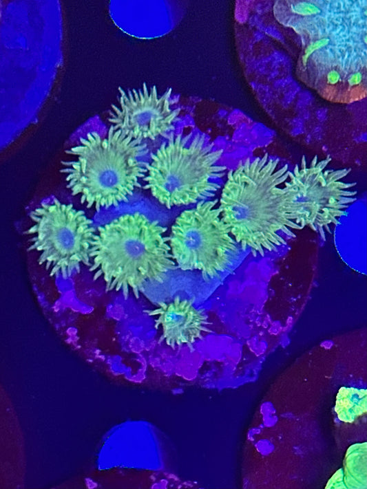 Purple-Eyed, Green Turbinaria 3