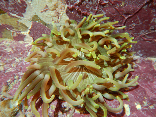 Long Tentacle Anemone