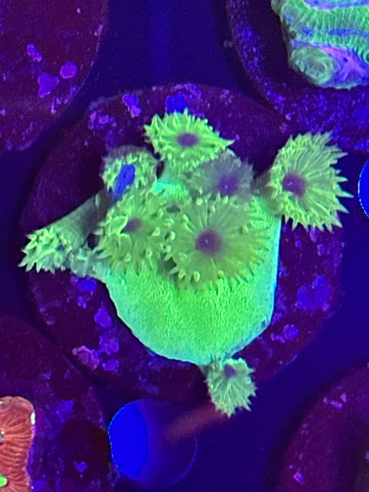 Purple-Eyed, Green Turbinaria 2