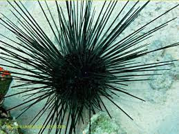 Long Spine Urchin