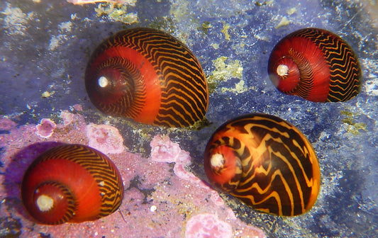Nerite Snail : Red