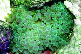 Bubble Anemone (green)