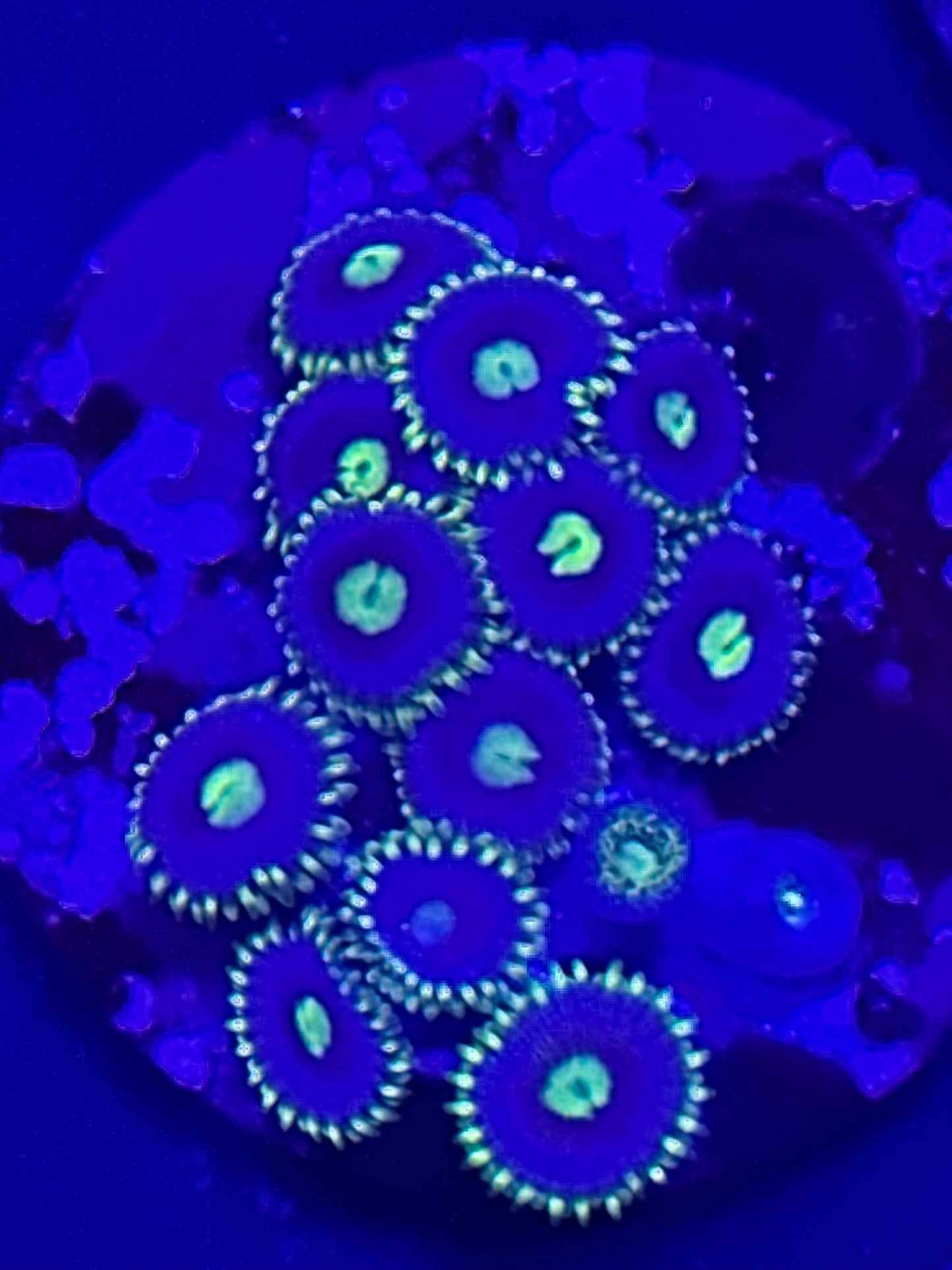 Lime Green and Blue Zoa