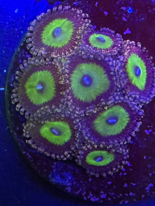 Lime and Purple Zoeanthid