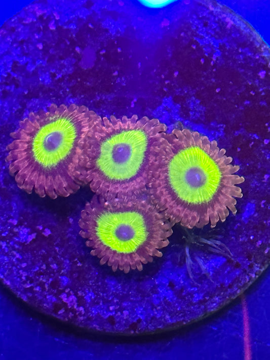 Neon Yellow Purple Eyed Zoa