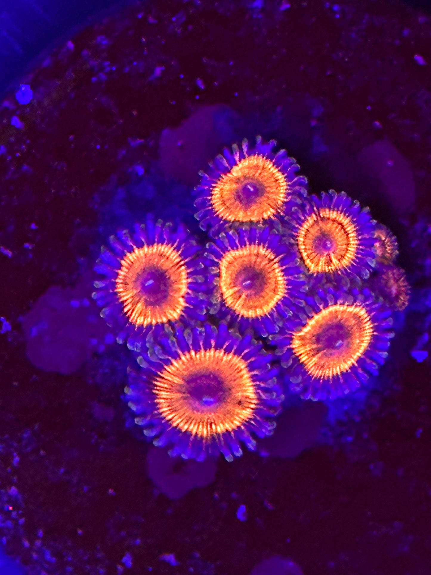 Purple Eyed Sun Blast Zoa