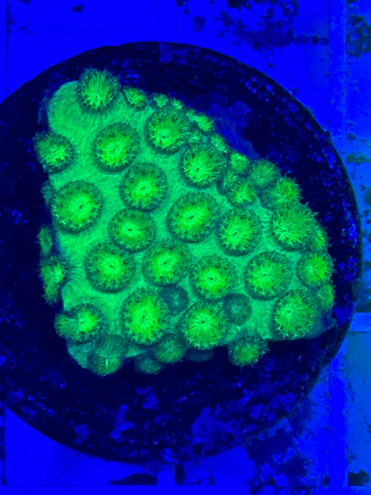 Neon Green Cyphastrea